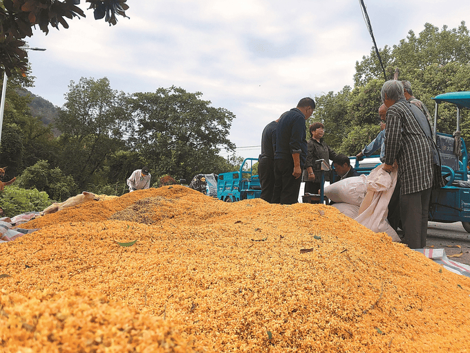 全国？冬日火锅有哪些新体验？这期周刊告诉你麻将胡了试玩经济周刊｜ 窑上古桂如何香飘(图1)