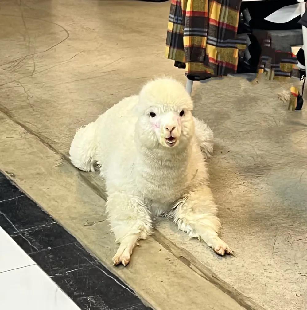 北大哥10 年开了 400 家火锅店麻将